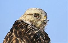 Rough-legged Hawk